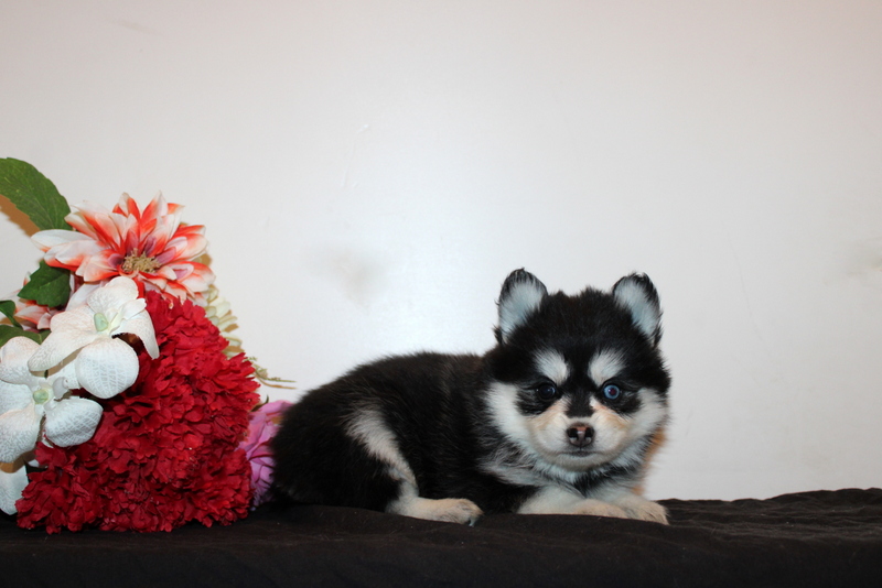 puppy, for, sale, Pomsky, Matthew B. Stoltzfus, dog, breeder, Gap, PA, dog-breeder, puppy-for-sale, forsale, nearby, find, puppyfind, locator, puppylocator, aca